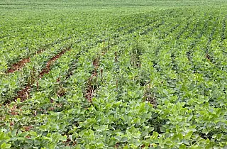 Termina hoje prazo para registro da área plantada com soja