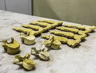 Laboratório de Anatomia da Unigran ganha reforço em peças sintéticas