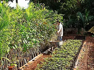 Relatório do Imam aponta ações de arborização realizadas em 2019