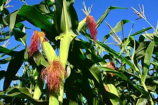 Produção agrícola do MS deve ter quebra de 20,1% neste ano