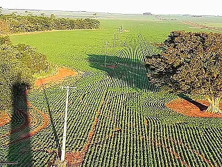 MS conclui plantio e prevê colher 8,3 milhões/ton de soja