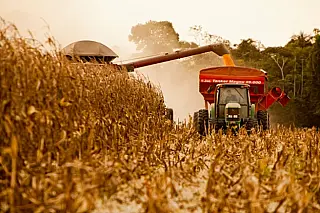 Deve render mais de 9 milhões de toneladas milho safrinha de Mato Grosso do Sul