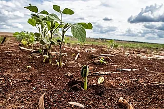 Prazo para produtor de soja de Mato Grosso Sul registrar a área cultivada termina nesta quarta-feira