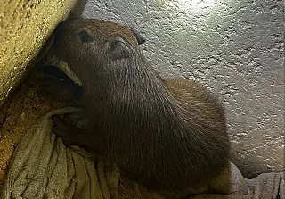 Polícia fecha "boca de fumo",  faz prisão em flagrante por tráfico e resgata filhote de capivara