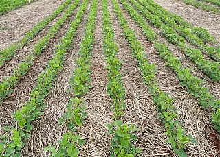 Arranjo contribui com aumento da produtividade da soja de crescimento indeterminado