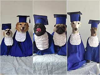 Cães ganham 'formatura' especial com beca, diploma e boletim em creche