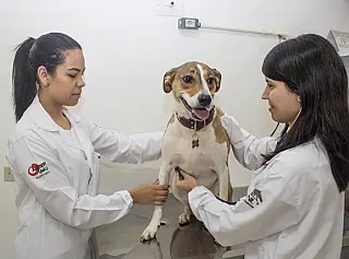 Unigran abre Residência Médica em Veterinária com bolsa mensal de mil reais