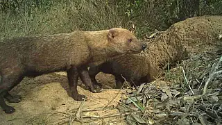 Cachorro raro ameaçado de extinção é filmado em floresta de MS