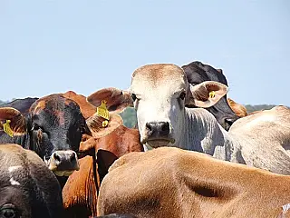 MS prevê vacinar 21 milhões de animais na campanha da aftosa