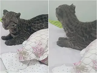 Após deixar janela do quarto aberta, homem encontra jaguatirica na cama do filho