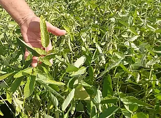 Produtor deve adotar práticas agrícolas para minimizar adversidades