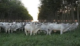 Iagro prorroga até dia 15 de junho atualização cadastral e declaração semestral de rebanhos