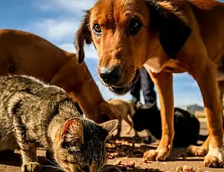 Lia quer programa permanente de castração de animais