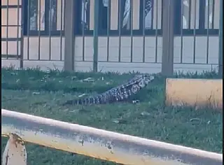 Lagarto 'tipo jacaré' aparece em escola do Município