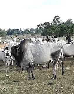 Rebanho bovino nacional teve aumento de 3,1% em 2021
