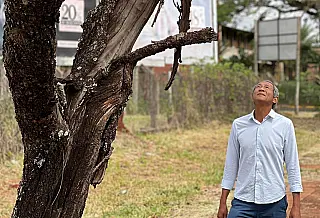 Elias Ishy cobra ações da prefeitura na arborização urbana