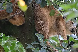 Depois de 24 horas, onça parda é capturada em pé-de-jaca de Dourados