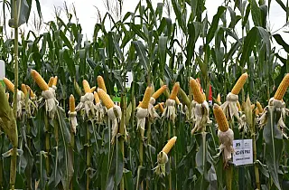 Irrigação é aposta para elevar produtividade do milho e driblar irregularidades de chuvas
