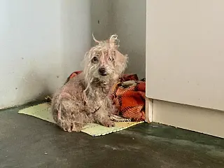 Fantástico mostra cachorrinha depressiva após mortes dos donos em MS
