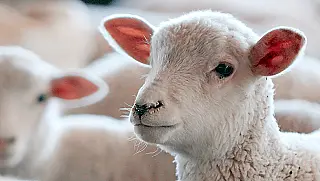 UEMS abre inscrições para curso sobre manejo de animais