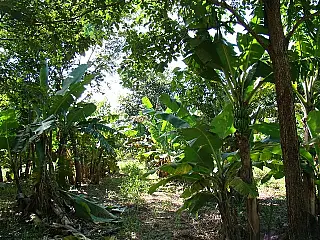 Brasileiro teme mais mudança climática que desemprego