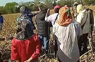 Juiz determina despejo de indígenas que ocuparam área de fazenda em Douradina