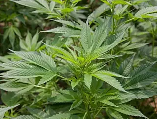Brasil trabalha para exportar maconha