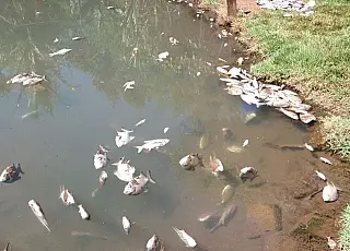 Rede de esgoto da Sanesul mata mais de 5 mil peixes em Dourados