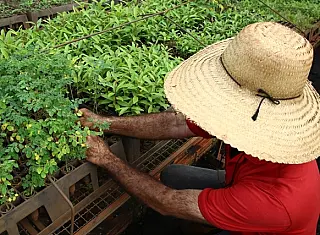 Viveiro de mudas é reestruturado para 'florir' melhor em Dourados