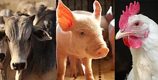 Dourados tem 18 vezes mais gado, galinha e porco do que gente