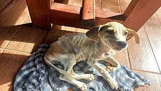 Tutor viaja e cachorro é encontrado desnutrido