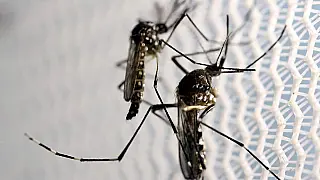 Mulher de 32 anos é a 15ª vítima da dengue este ano em MS