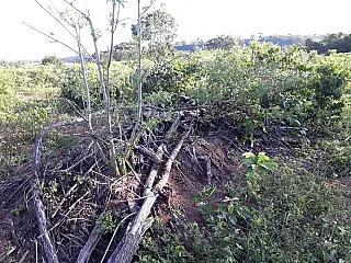 Fazendeiros são multados em quase R$ 20 mil por exploração de vegetação nativa em MS