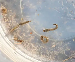Chikungunya agora predomina na área urbana