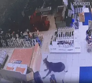 Vaca invade loja de móveis, assusta vendedores e 'dá baile' ao ser resgatada