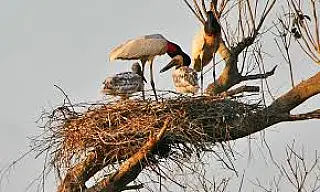 Biólogos tentam salvar fauna ameaçada pelo fogo no Pantanal