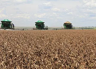 Início da colheita da soja mostra que falta de chuvas reduz estimativa em 9 milhões/t