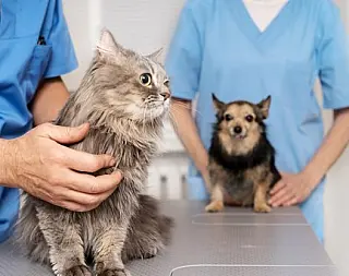 Estado capacita equipes para atuar em Caravana animal