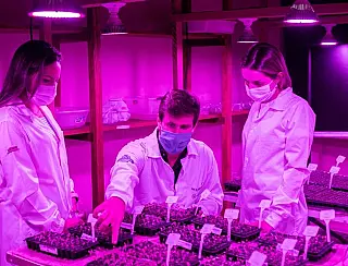 Lâmpadas de LED rosas importadas dos Estados Unidos inovam TCC de Agronomia na Unigran