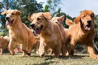 São Paulo cria delegacia eletrônica de proteção a animais