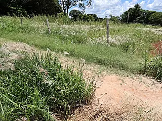 Proprietários que não cuidam terrenos são autuados