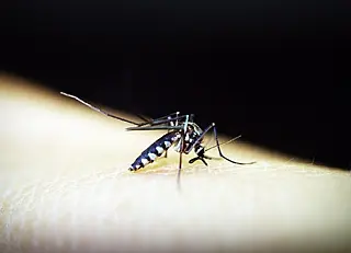 Dourados tem 484 casos confirmados de dengue