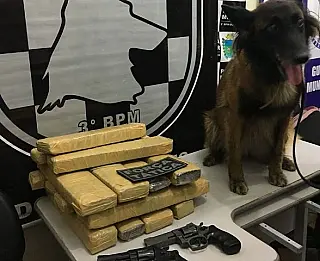 Cadela da PM flagra adolescente com 20 kg de maconha e armas em ônibus