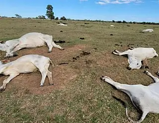 Proprietários notificam morte de animais na região