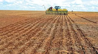 Soja só poderá ser plantada no Estado entre os dias 16 de setembro e 31 de dezembro