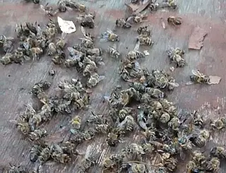 Suspeita de envenenamento causa prejuízos a apicultor