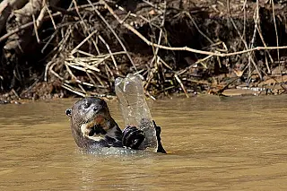 Pantanal mato-grossense esta sendo poluído com lixo e esgoto de 13 cidades