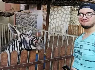 Zoológico é acusado de pintar listras em burro para animal se parecer com zebra