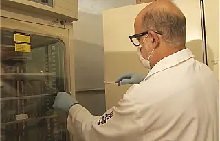 Doença da urina preta foi causada após ingestão de peixe, diz estudo
