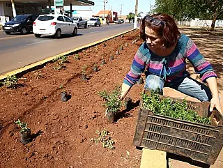 Prefeitura recupera viveiro para reflorir os canteiros centrais da cidade